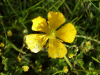 Meadow Buttercup (Ranunculus acris)