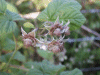 Bramble/Blackberry flower (Rubus fruticosus agg)