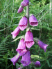 Digitalis Purpurea (ordinary wild foxglove)