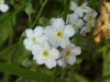 Field Forgetmenot (Myosotis arvensis)