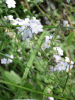 Field Forgetmenot (Myosotis arvensis)