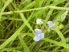 Germander Speedwell (Veronica chamaedrys)