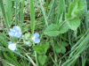 Germander Speedwell (Veronica chamaedrys)