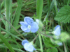 Germander Speedwell (Veronica chamaedrys)