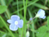 Germander Speedwell (Veronica chamaedrys)
