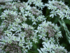Hogweed (Heracleum sphondylium)