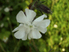 White Campion (Silene alba)