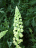 Wild Mignonette (Resida lutea)