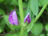 Common Vetch (Vicia sativa)