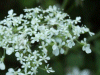 Cow Parsley (Anthriscus sylvestris)