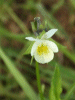 A relative of the Field Pansy (Viola arvensis)