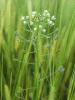 Shepherd's-Purse (Capsella bursa-pastoris)