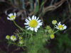 Scentless Mayweed (Matricaria perforata)