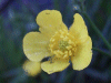 Meadow Buttercup (Ranunculus acris)