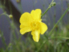 Meadow Buttercup (Ranunculus acris) 