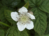 Bramble/Blackberry flower (Rubus fruticosus agg)