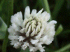 White Clover/Dutch Clover (Trifolium repens)