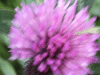 Red Clover (trefolium repens)