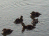 Ducklings