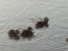 Ducklings