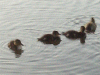 Ducklings