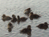 Ducklings
