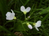 Cuckoo Flowers (Cardamine pratensis agg)