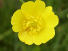 Meadow Buttercup (Ranunculus acris)