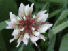 White Clover/Dutch Clover (Trifolium repens)