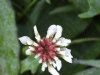 White Clover/Dutch Clover (Trifolium repens)