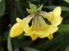 Common Bird's-foot trefoil (Lotus corniculatus)
