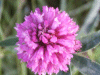 Red Clover (trefolium repens)