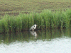 Heron fishing beside the canal