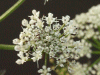 Hemlock (Conium maculatum)