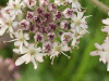 Hogweed (Heracleum sphondylium)
