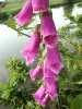 Digitalis Purpurea (ordinary wild foxglove)