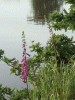 Digitalis Purpurea (ordinary wild foxglove)