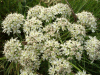 Hogweed (Heracleum sphondylium)