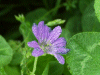 Dove's-Foot Crane's-Bill (Geranium molle)
