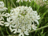 Hogweed (Heracleum sphondylium) 