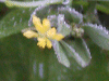 Black Medick (Medicago lupulina)