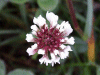 White Clover/Dutch Clover (Trifolium repens)