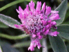 Red Clover (trefolium repens)