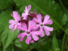 Red Campion (Silene dioica)