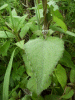 Hedge Woundwort (Stachys sylvatica)