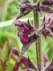 Hedge Woundwort (Stachys sylvatica)