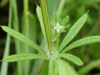 Marsh Bedstraw (Galium palustre)