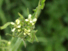 Creeping Yellowcress (Rorippa sylvestris)