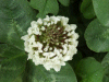 White Clover/Dutch Clover (Trifolium repens)
