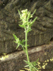 Creeping Yellowcress (Rorippa sylvestris)